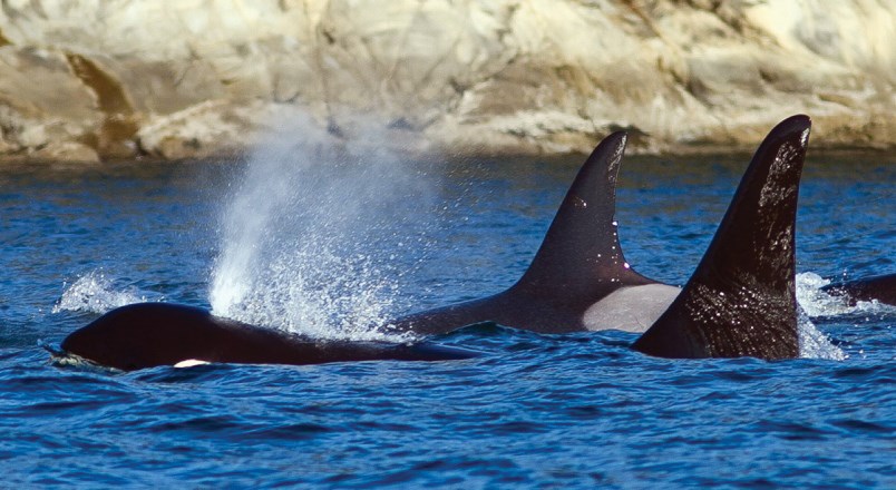 orcas