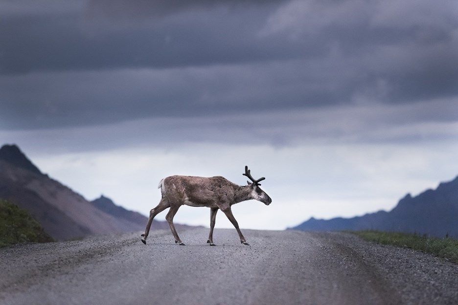 Caribou