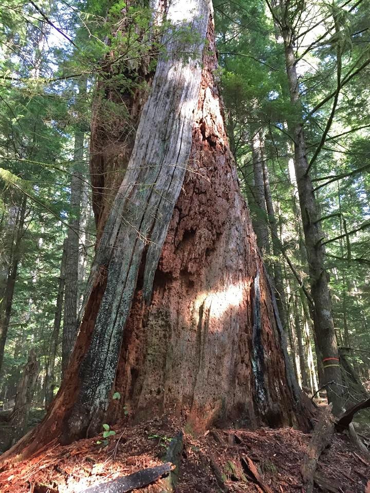 Clack Creek Forest