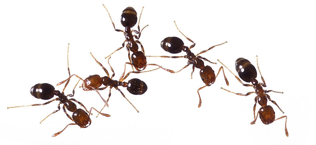 How many insects are there in the. Фараоновы муравьи. Огненные муравьи против обыкновенных. Фараонов муравей распространение. Ant is sick