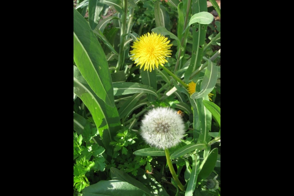 Dandelions in the company of woad and parsley. Photo: S. Eiche