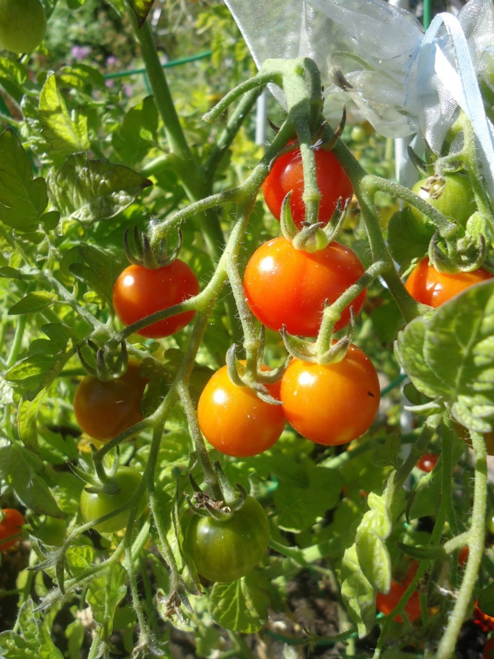Tomatoe blog
