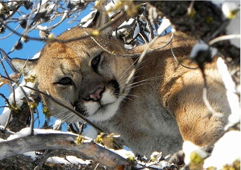If someone does come into contact with a cougar, they should display dominance and back up slowly away from the animal, he said. People should not panic when they see a cougar and Hunter stressed that running away is the worst thing a person can do.