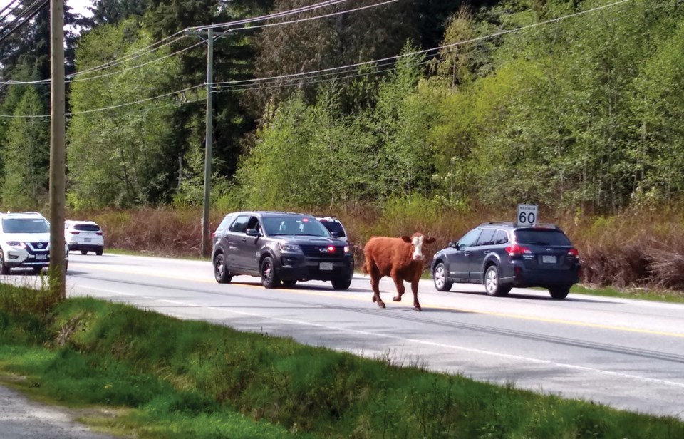 stray steer