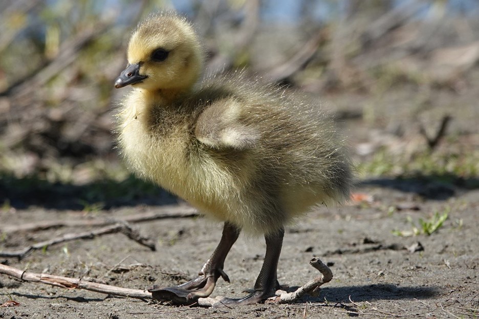 A Deer Lake gosling. GLEN GOVIER PHOTO