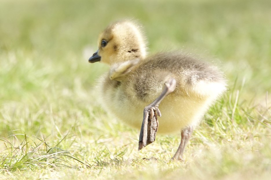 A Deer Lake gosling. GLEN GOVIER PHOTO