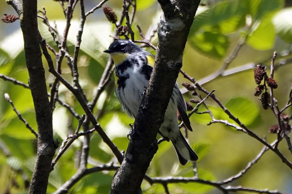 A Deer Lake yellow rumped warbler. GLEN GOVIER PHOTO
