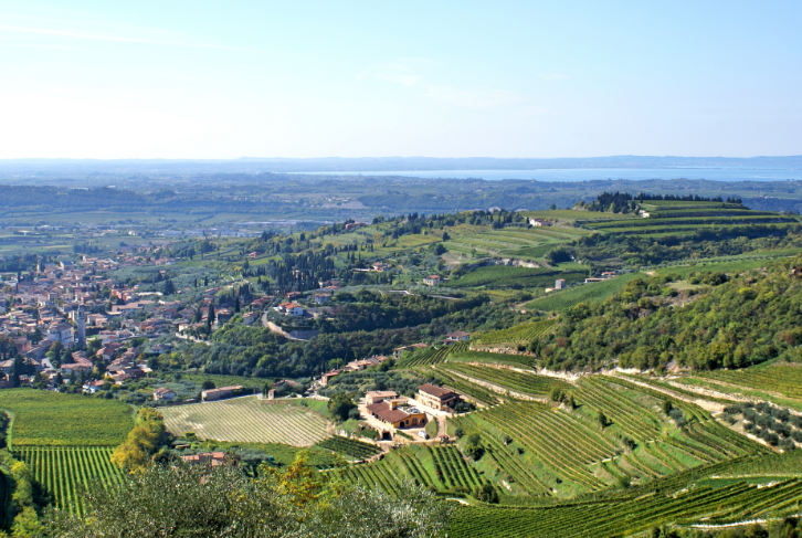 Italy vineyard