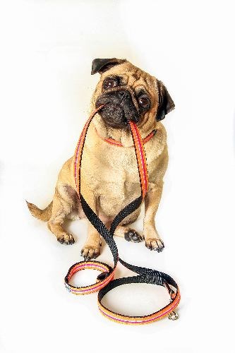 100-heroes--animal-rescue.0.jpg