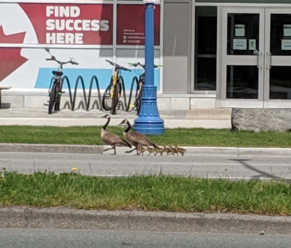 geese