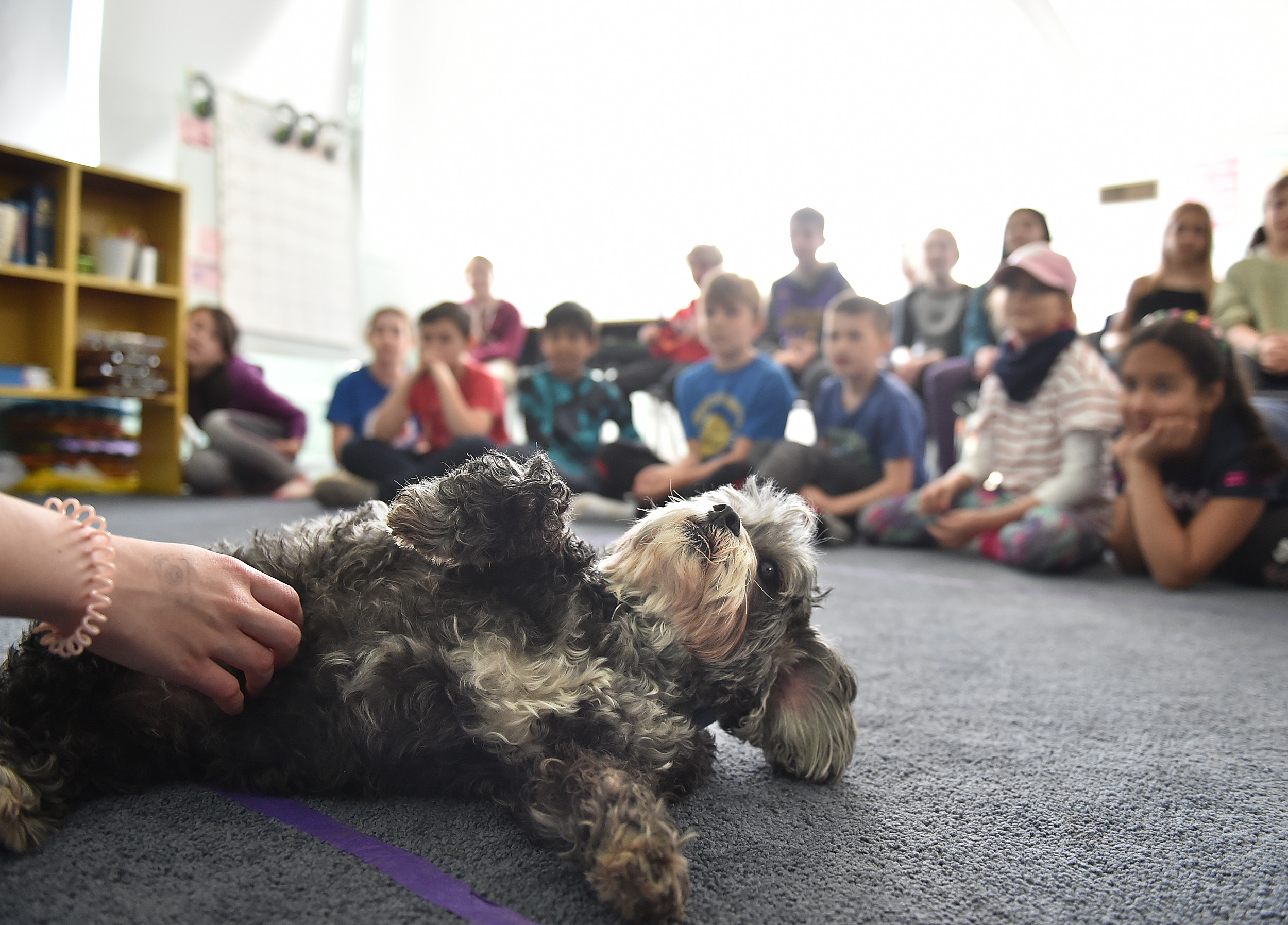 Vancouver students get lessons in animal law and animal love - Vancouver Is  Awesome