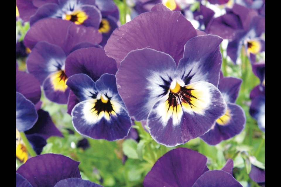 Midnight Glow, a viola in the Sorbet Series, makes a showing of colour from early fall through late spring. A bonus is its fragrance, most noticeable on warm days.