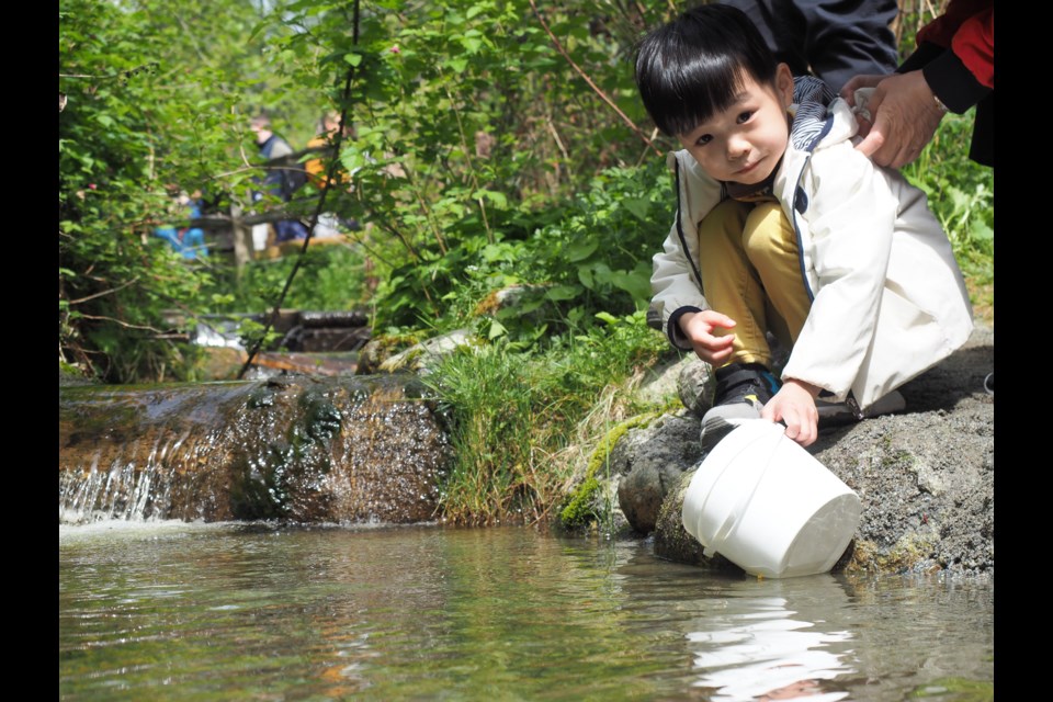 Three-year-old Conrad Yu has come to release salmon into Noons Creek every year since he was born.