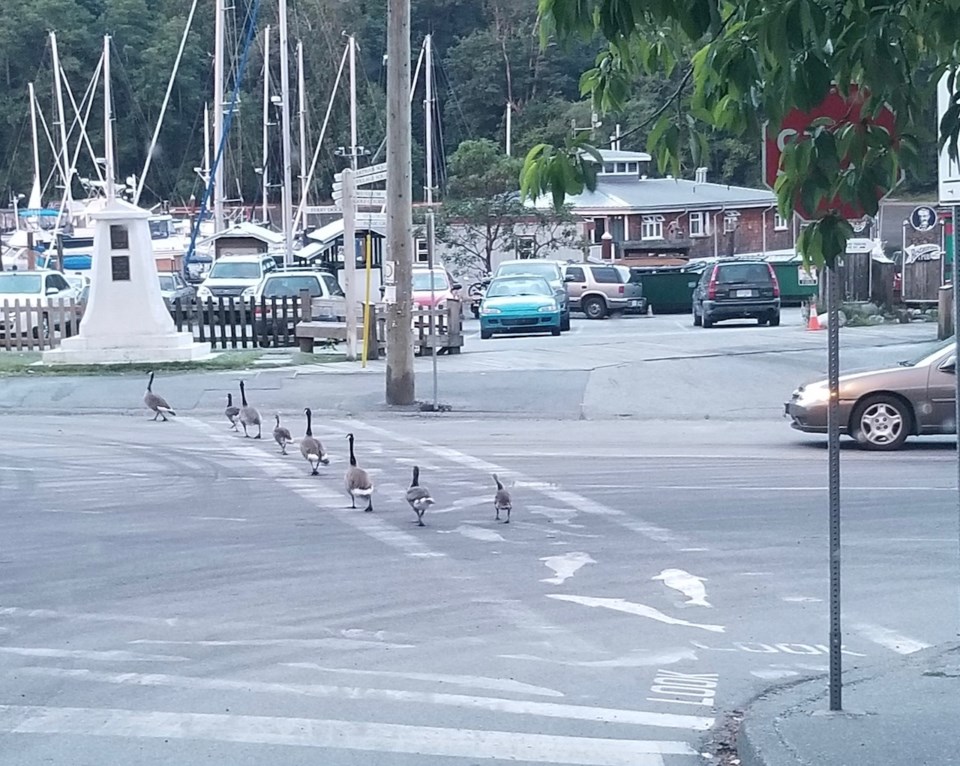 Geese crossing the road