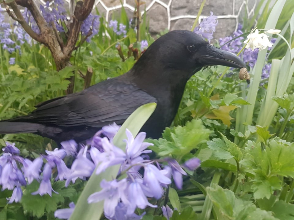 Canuck the crow