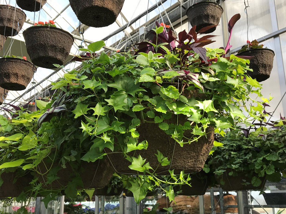 hanging baskets