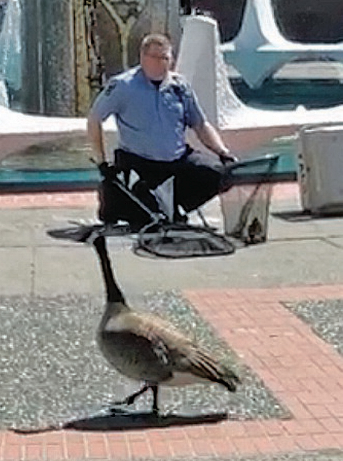 Gosling rescued from Centennial Square fountain (video) - Victoria Times  Colonist