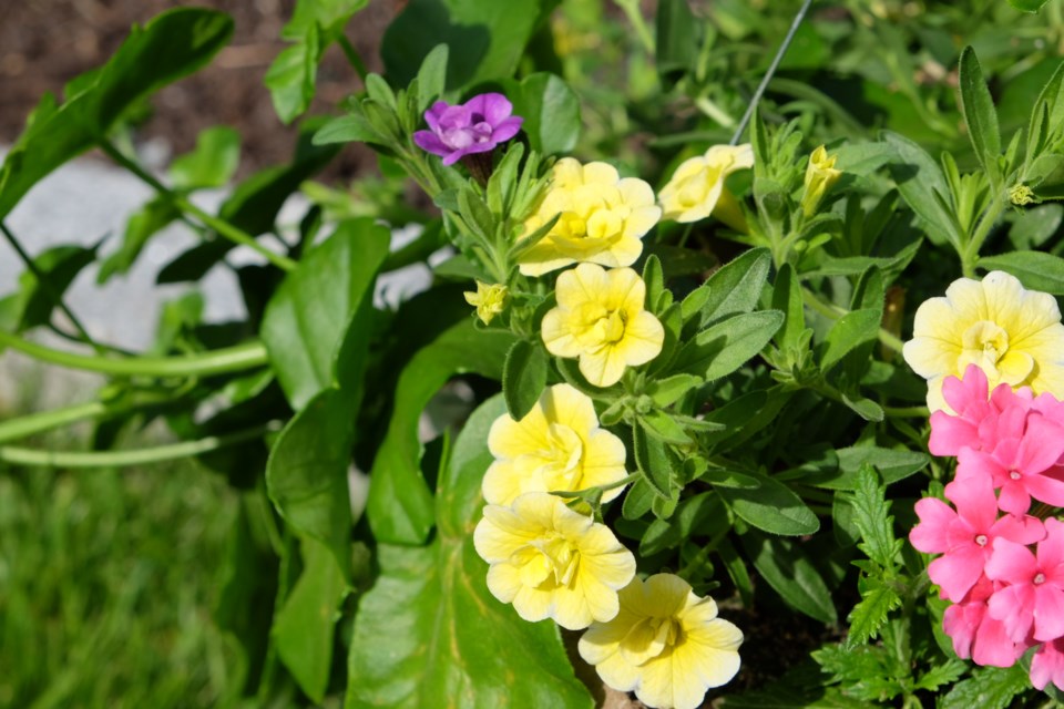 Hanging basket flowers