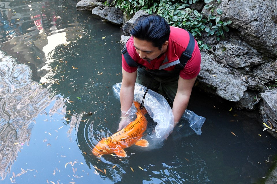 Vancouver Aquarium biologist Michael Manalang slowly introduces one of the koi fish into the pond at Dr. Sun Yat-Sen Classical Chinese Garden Thursday, May 9. Photo Jennifer Gauthier