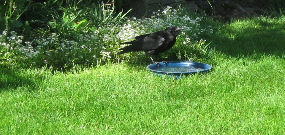 Crow