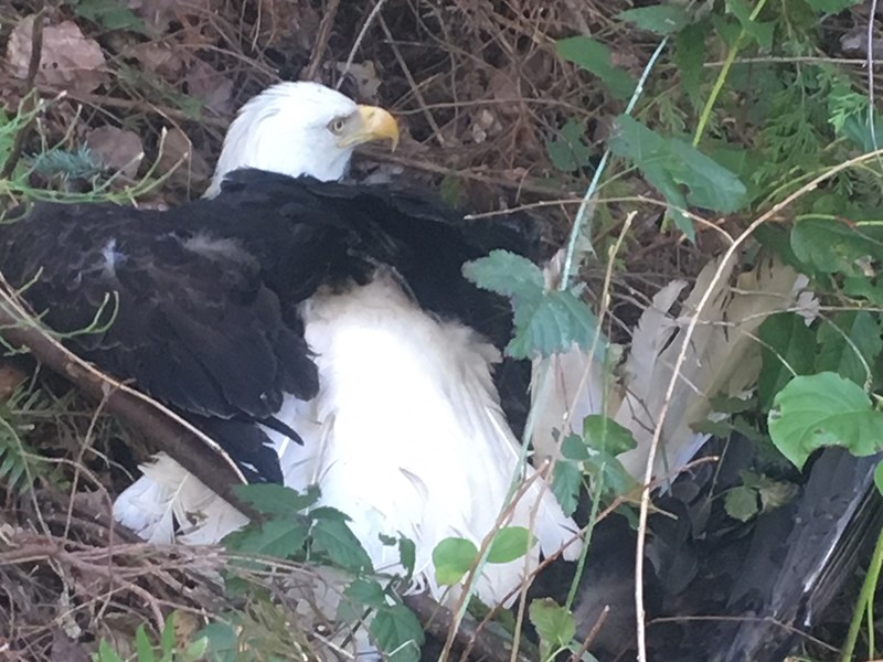 Powell River Orphaned Wildlife Society fighting eagles