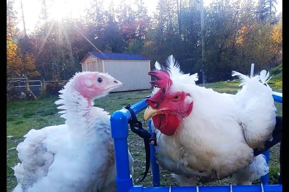 Gertie with her best friend Henry in his special chicken therapy chair. - Michelle Singleton / @homeforhooves instagram