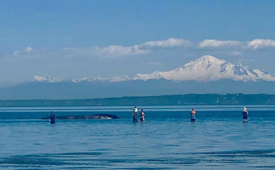 beached whales