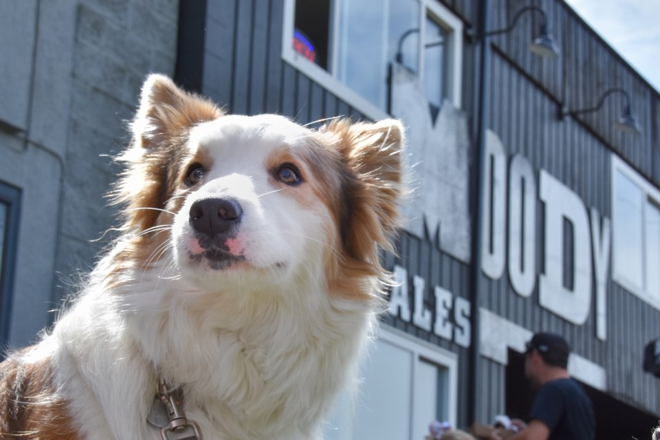 The event drew people and their dogs from around the Lower Mainland