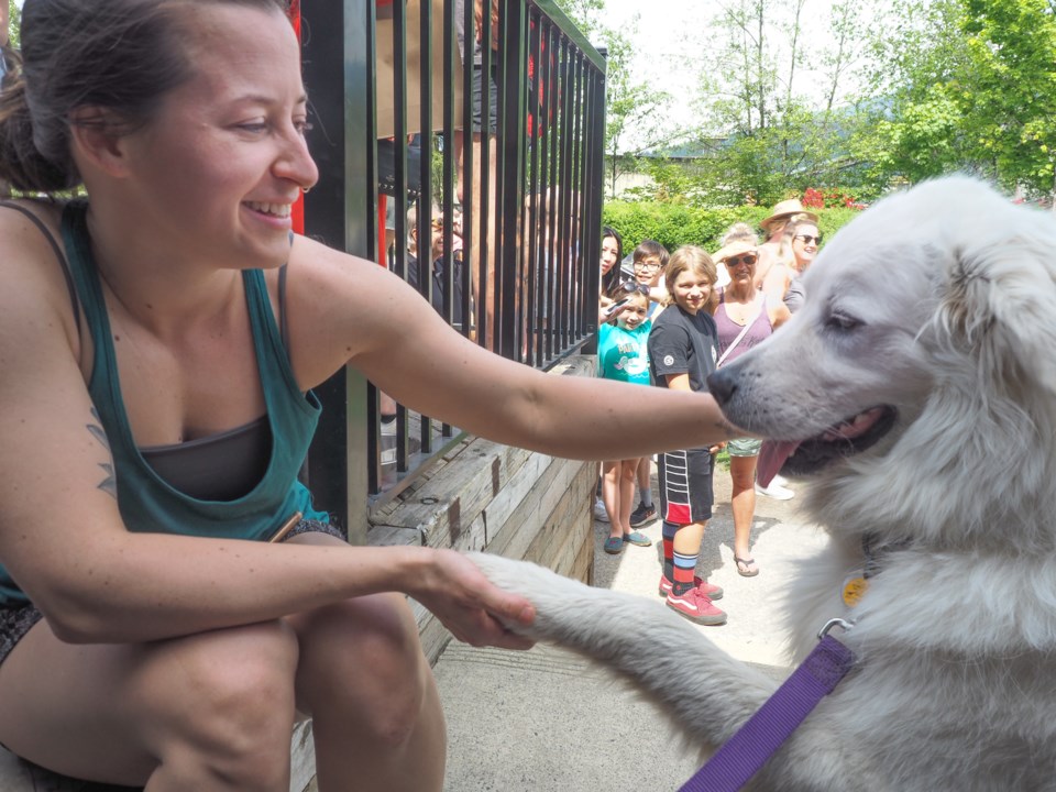 Steveston’s Bethany Harper brought her three-year-old Great Pyrenees cross Nikita to the party to so