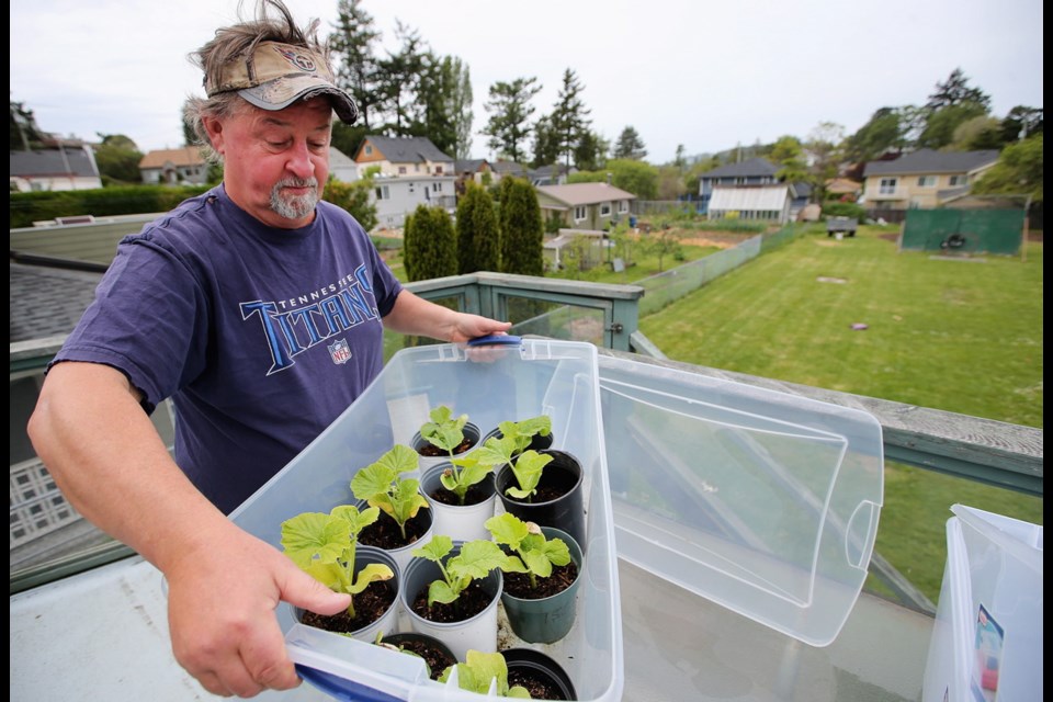 Bryan Sloat carries seedlings grown from his own pumpkins, ready to plant in the garden.