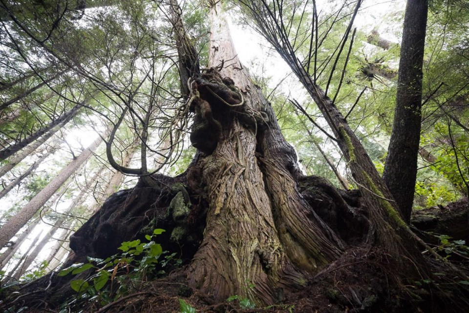 A1-oldgrowth.jpg