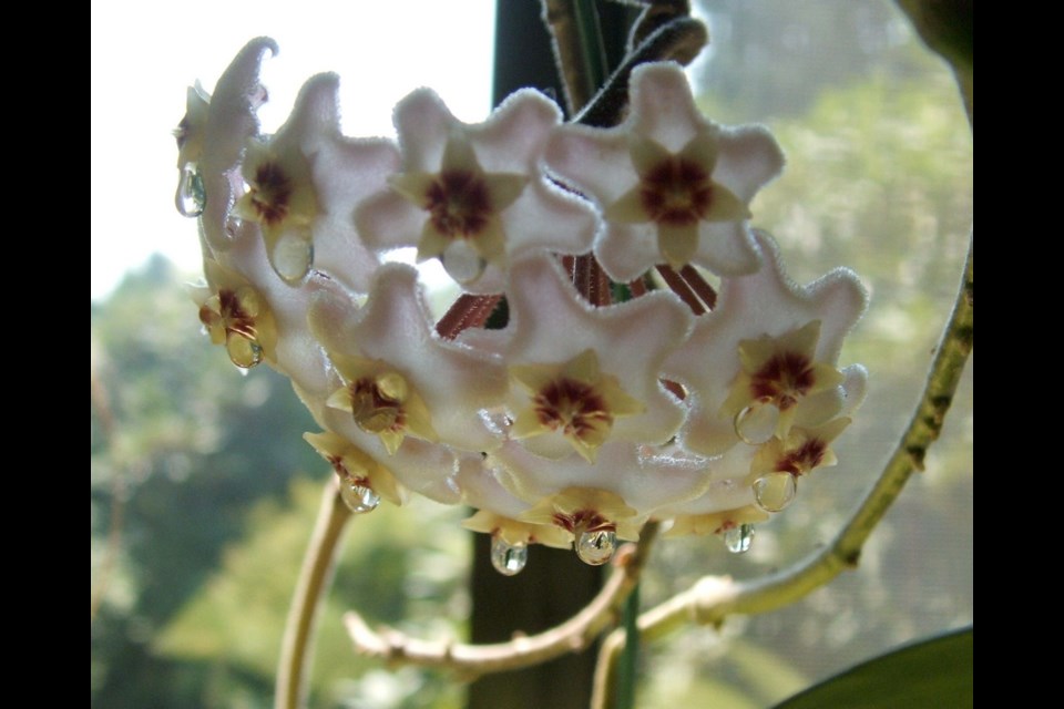 Like Sansevieria, hoya plants bear fragrant flowers that exude drops of sticky nectar. Both plants should be repotted only when it&rsquo;s unavoidable.