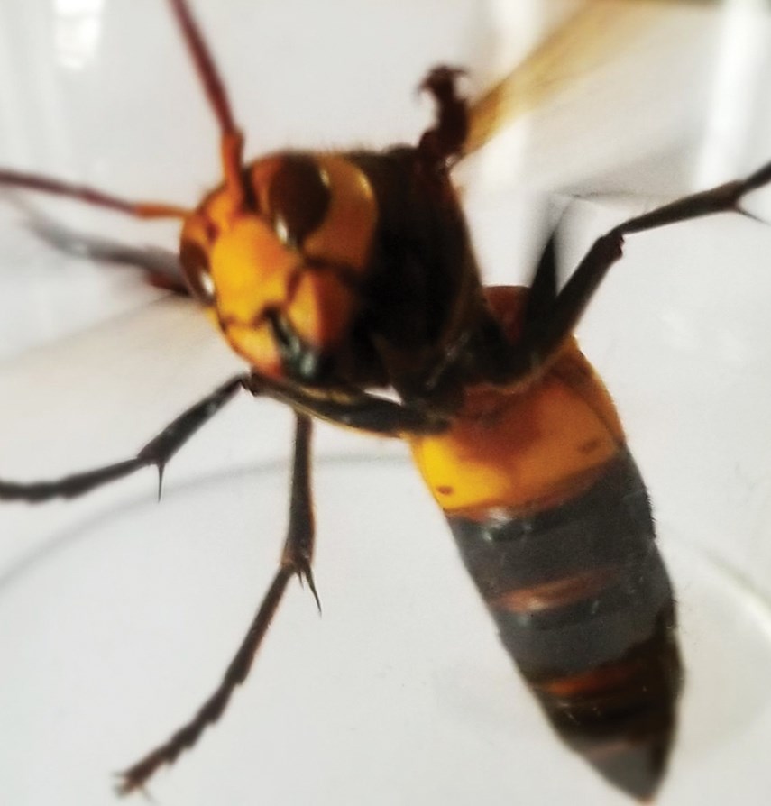 mystery hornet