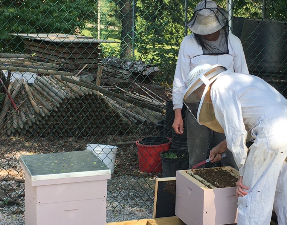 New Westminster beekeepers