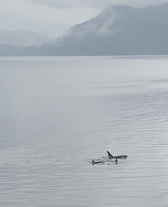 Orca Calf