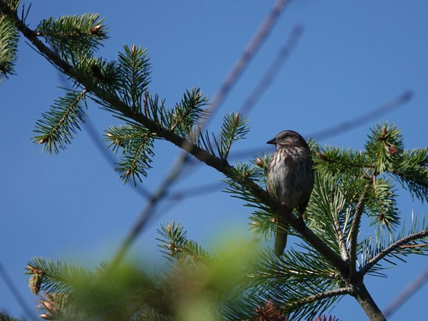 Song Sparrow