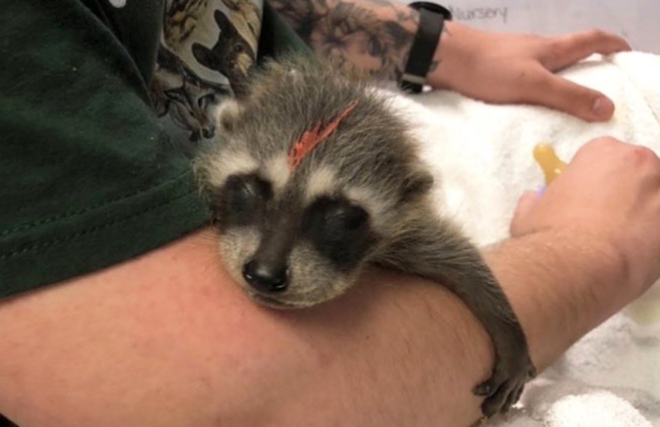 Baby raccoon