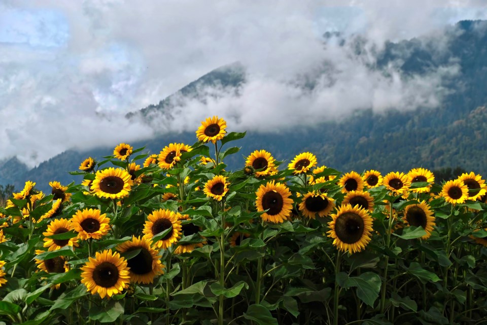 Sunflowers