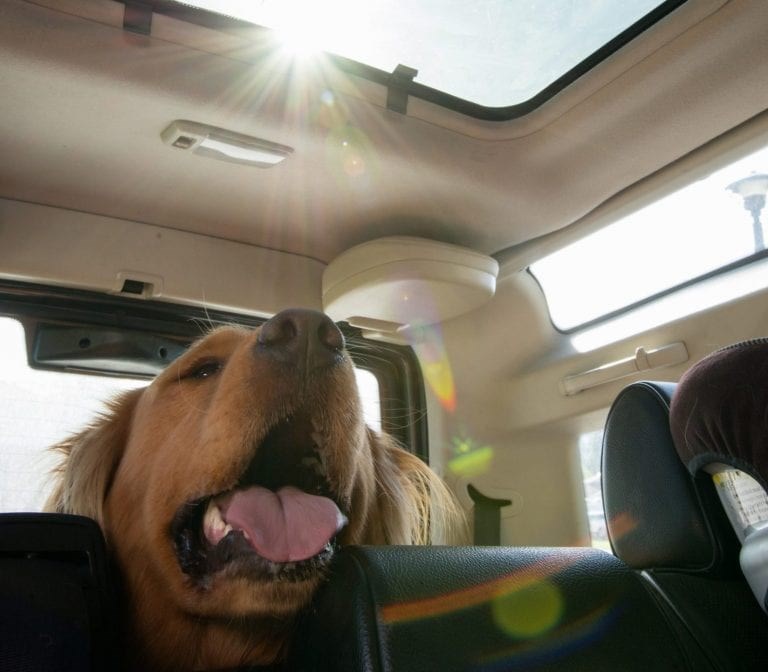 dog in hot car