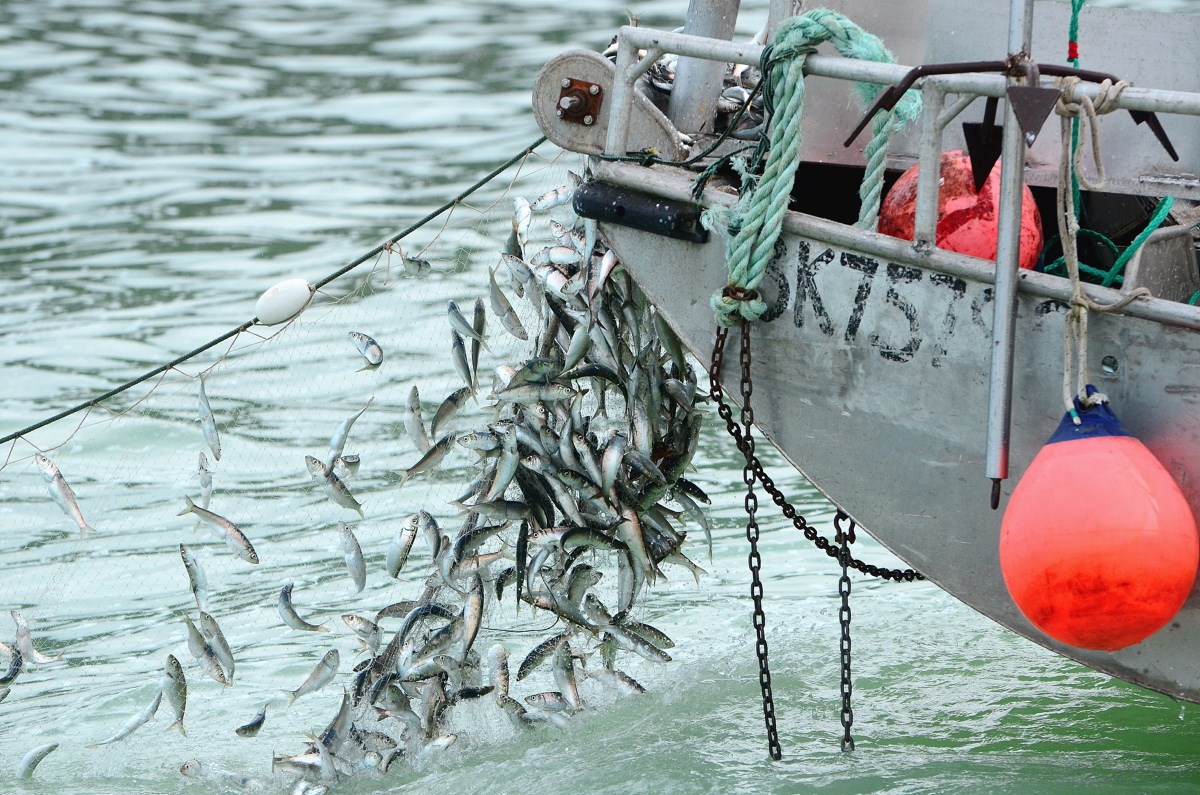 Island Voices: Flaws in herring management undermine Salish Sea's