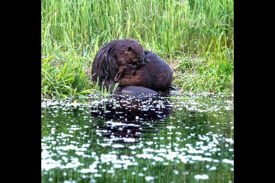 These two beavers were sharing a moment at Still Creek in Burnaby. DIANE SMITHERS PHOTO