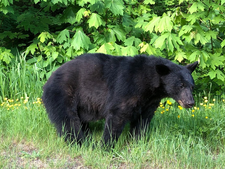 burnaby black bear