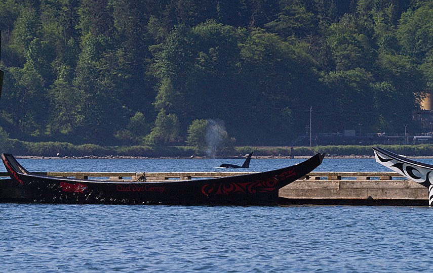 whales canoe