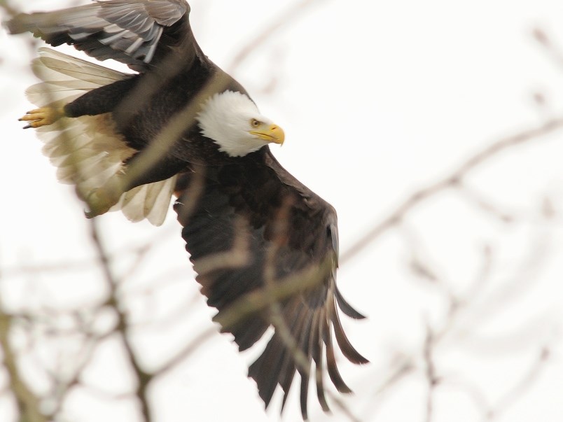 eagle tree