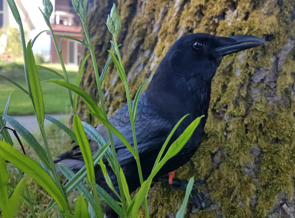 Canuck the crow