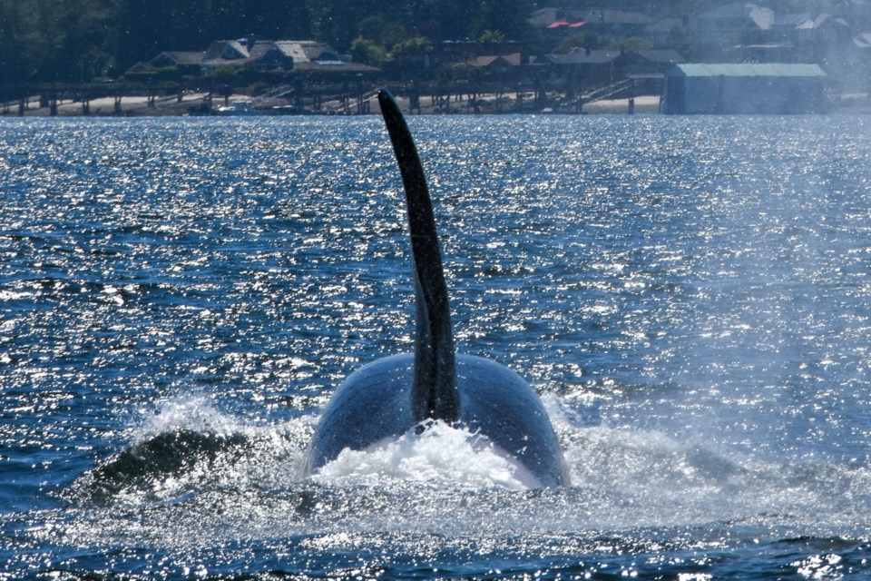 A male transient hunts in the waters near Port Moody