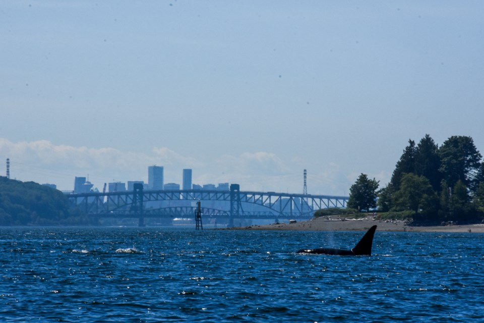 T123 and company head back towards Georgia Straight after a hunting trip up Indian Arm