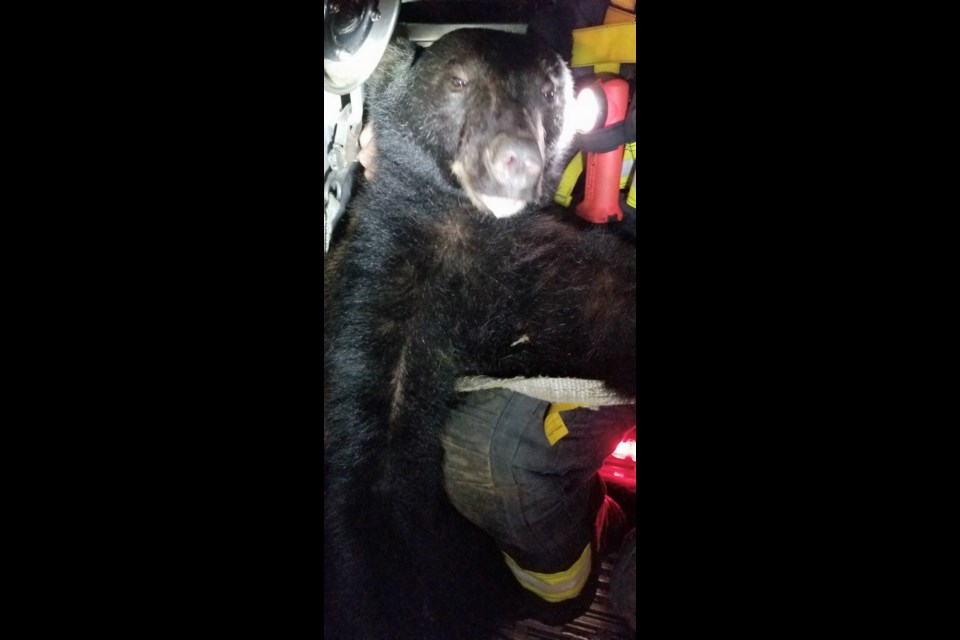 This bear, retrieved from a tree behind Langford city hall, weighed about 160 pounds. Capt. Paul Obersteller of the Langford Fire Department said the bruin was more muscular than expected.