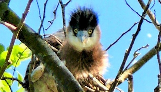 baby heron burnaby