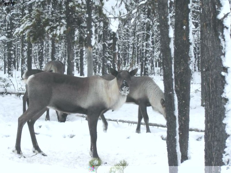 caribou-study.28_5272019.jpg